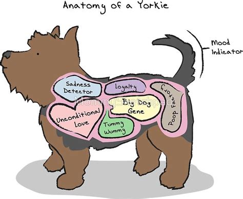 yorkie anatomy|More.